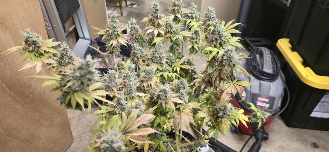 Cinderella Dream part deux. Week 15 - ready to chop.