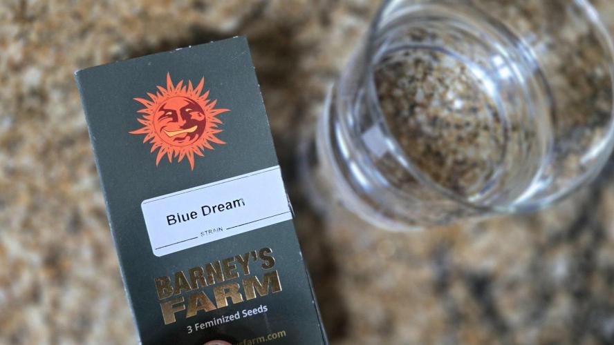 Blue Dream - Barney's Farm. Week 0 - Blue Dream - Barney's Farm