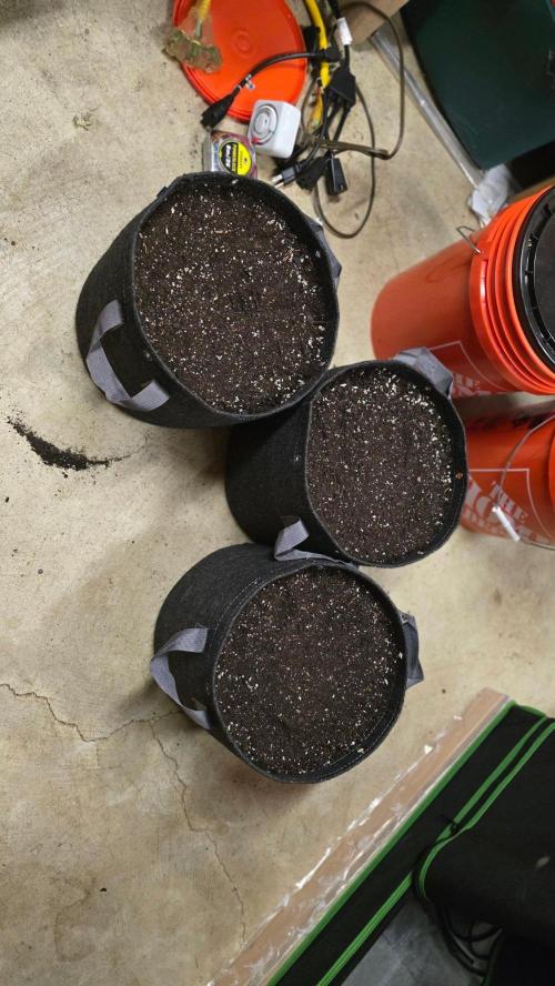 Blue Dream - Barney's Farm. Week 0 - New Pot mixture - 5 gal. 