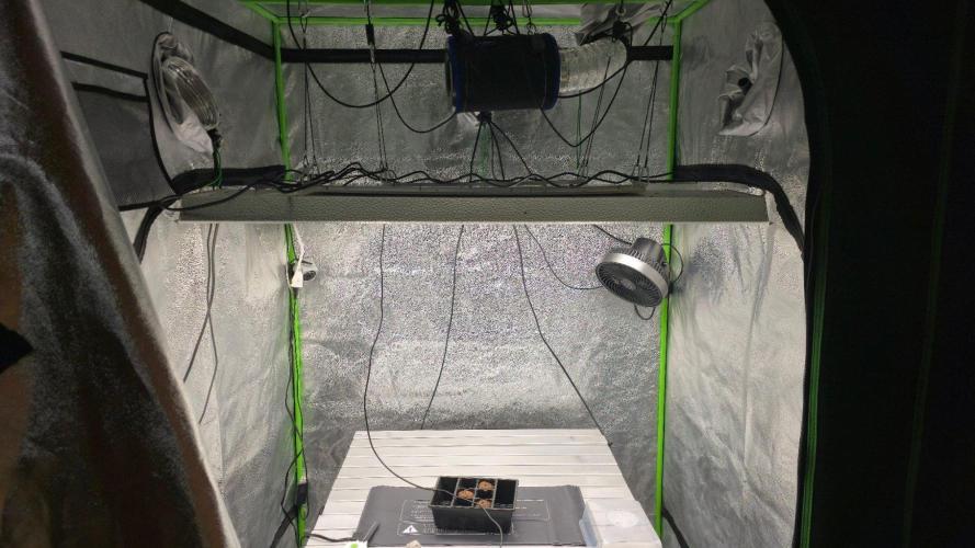Blue Dream - Barney's Farm. Week 0 - New (to me) Mars Hydro TLS 2000 lamps