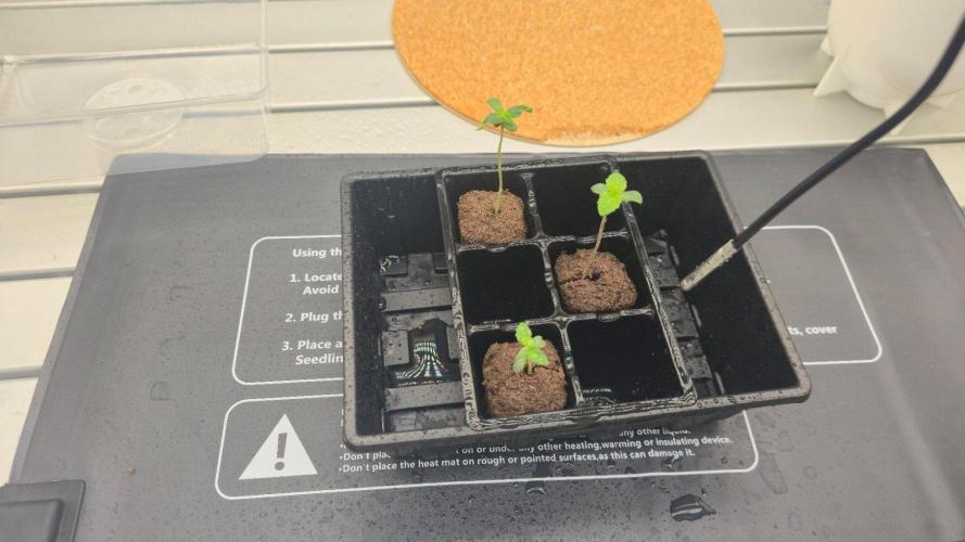 Blue Dream - 1, Strawberry Cough - 2. Week 2 - Strawberry Girls caught up.  Blue is looking a bit off.