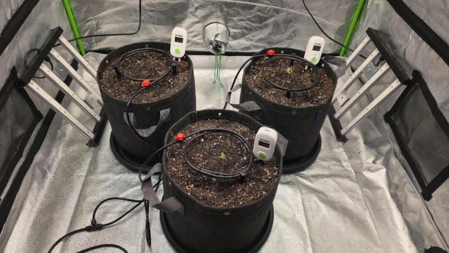 Blue Dream - 1, Strawberry Cough - 2. Week 2 - Got them into pots