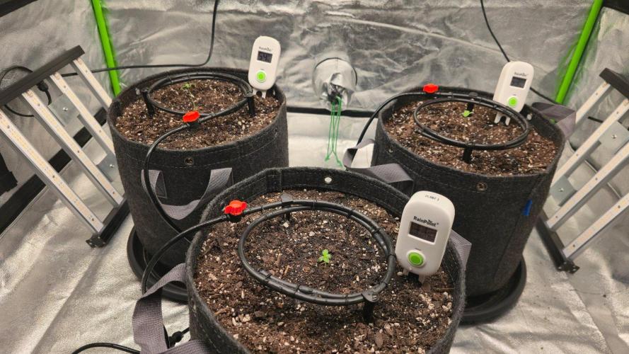 Blue Dream - 1, Strawberry Cough - 2. Week 2 - In the pots.  Everyone has a moisture sensor now.