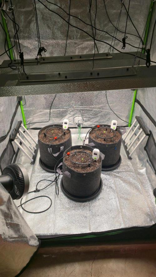 Blue Dream - 1, Strawberry Cough - 2. Week 2 - New lights, running at about 15%