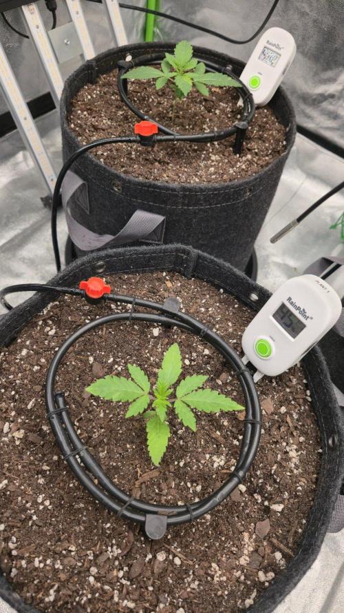 Blue Dream - 1, Strawberry Cough - 2. Week 3 - You can see how much smaller she is, so I moved her to the back right.