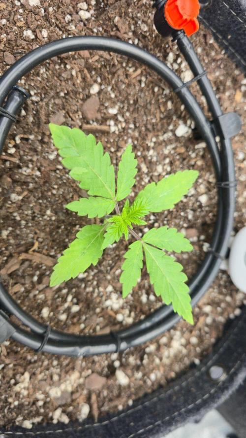 Blue Dream - 1, Strawberry Cough - 2. Week 3 - She is a bit behind, so I moved her back.
