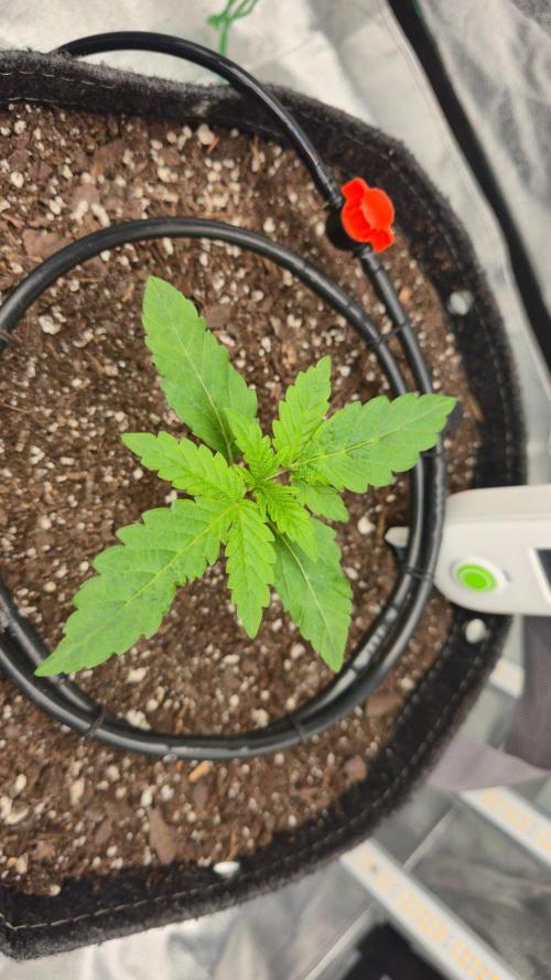 Blue Dream - 1, Strawberry Cough - 2. Week 3 - Moving VPD up just a bit.