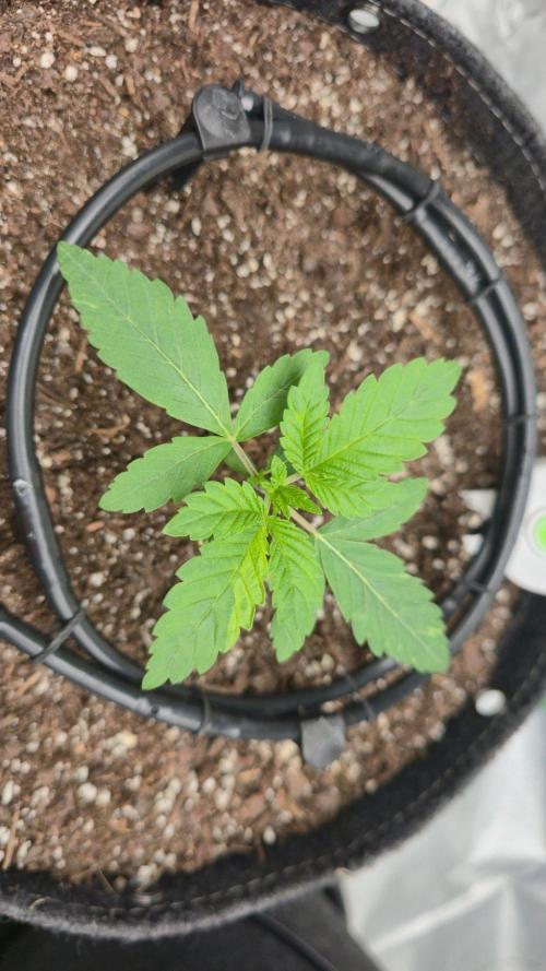Blue Dream - 1, Strawberry Cough - 2. Week 3 - Blue Dream is looking good.