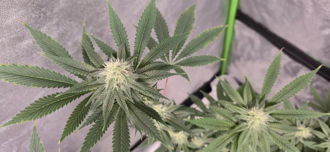 First Grow. Week 12 - 12/31 - Nute burn seems isolated to the leaves it started on.