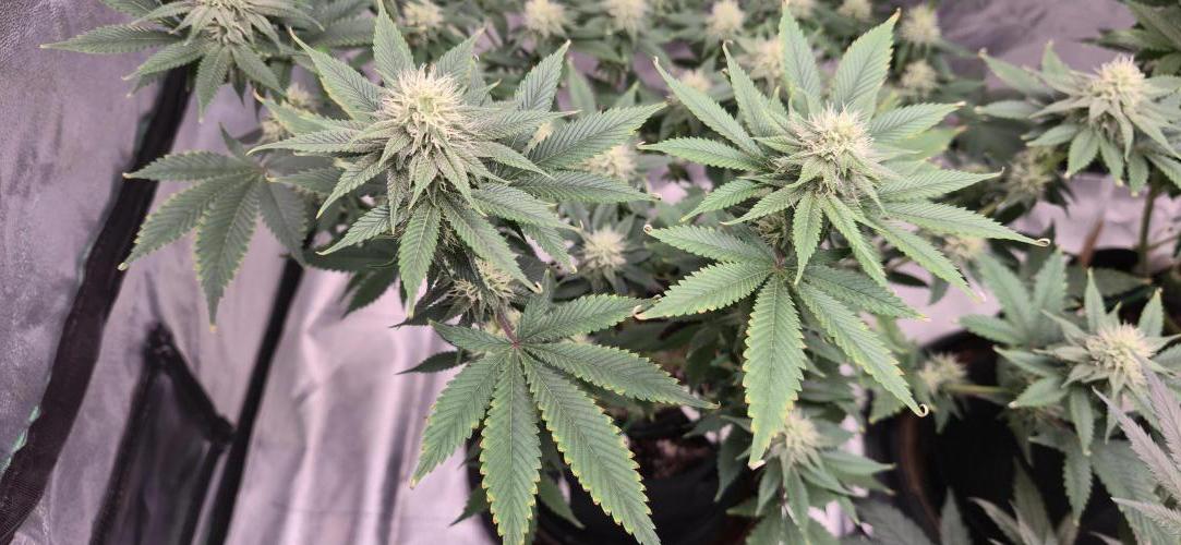 First Grow. Week 12 - 12/31 - Nute burn seems isolated to the leaves it started on