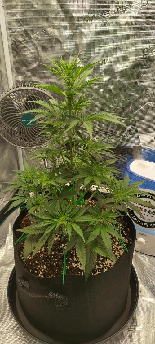 Sour Jealousy Auto 7 Gallon Growbag. Week 4