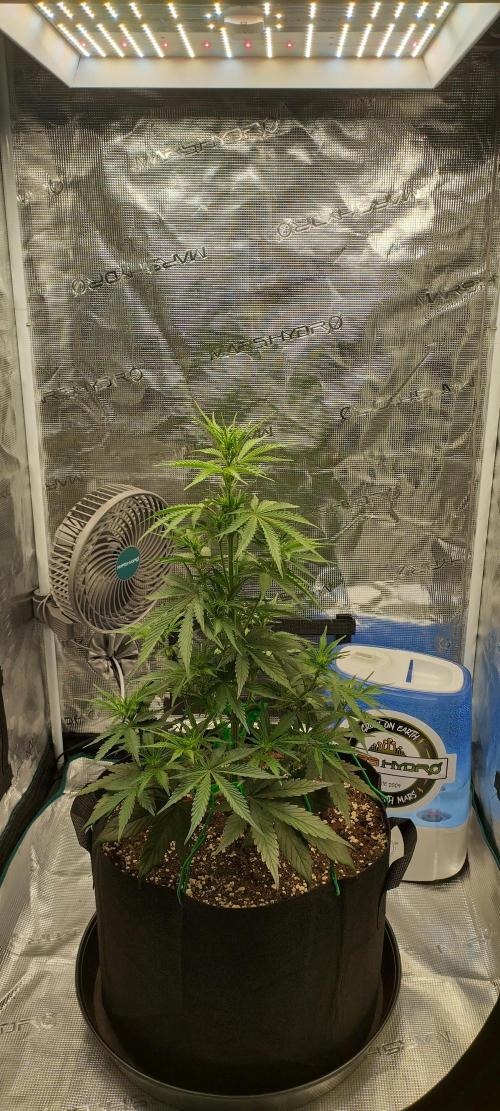 Sour Jealousy Auto 7 Gallon Growbag. Week 4