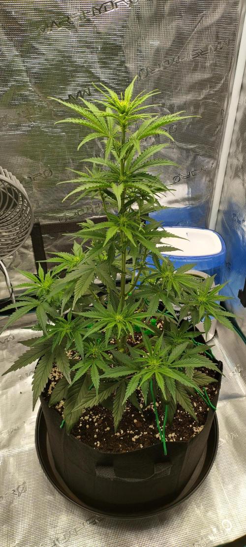 Sour Jealousy Auto 7 Gallon Growbag. Week 5