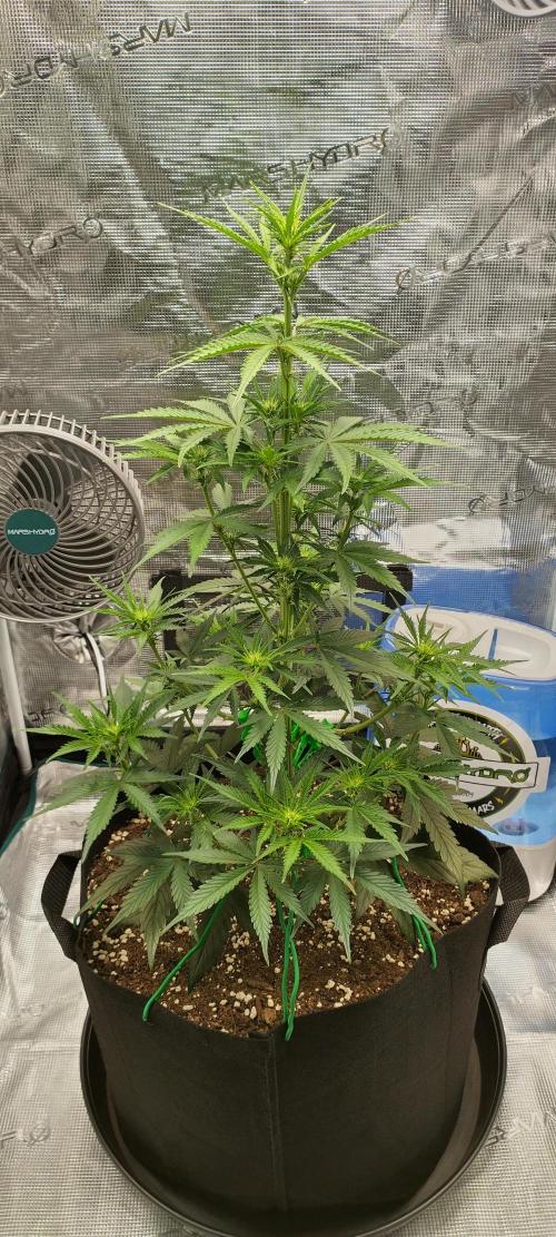 Sour Jealousy Auto 7 Gallon Growbag. Week 5