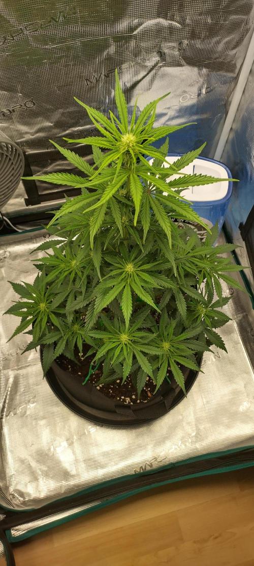 Sour Jealousy Auto 7 Gallon Growbag. Week 5