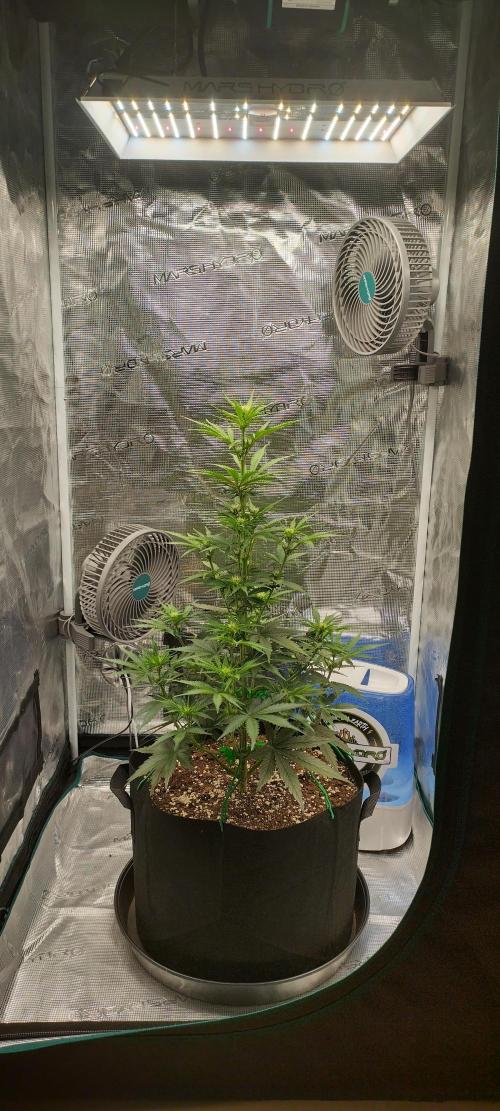 Sour Jealousy Auto 7 Gallon Growbag. Week 5