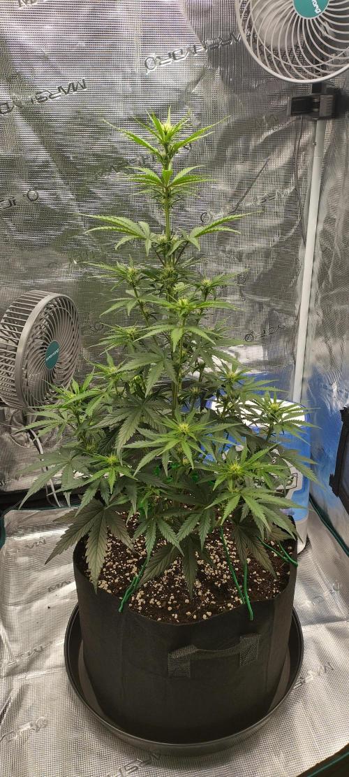 Sour Jealousy Auto 7 Gallon Growbag. Week 5