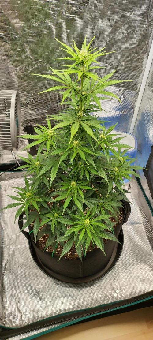 Sour Jealousy Auto 7 Gallon Growbag. Week 5