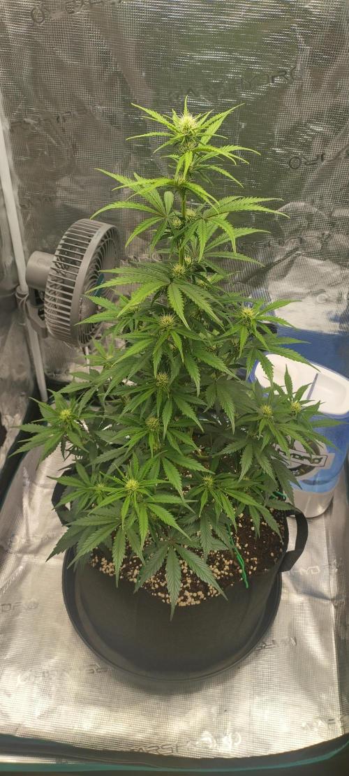 Sour Jealousy Auto 7 Gallon Growbag. Week 5