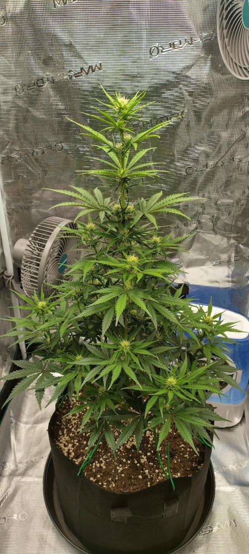 Sour Jealousy Auto 7 Gallon Growbag. Week 6