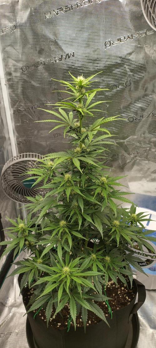 Sour Jealousy Auto 7 Gallon Growbag. Week 6