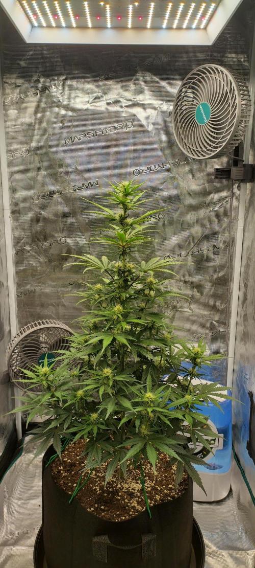 Sour Jealousy Auto 7 Gallon Growbag. Week 6