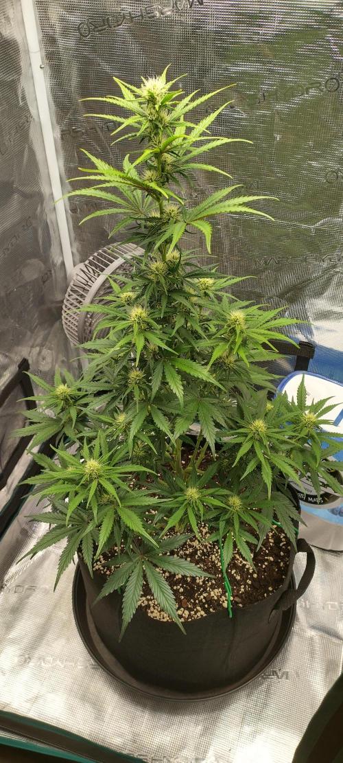 Sour Jealousy Auto 7 Gallon Growbag. Week 6