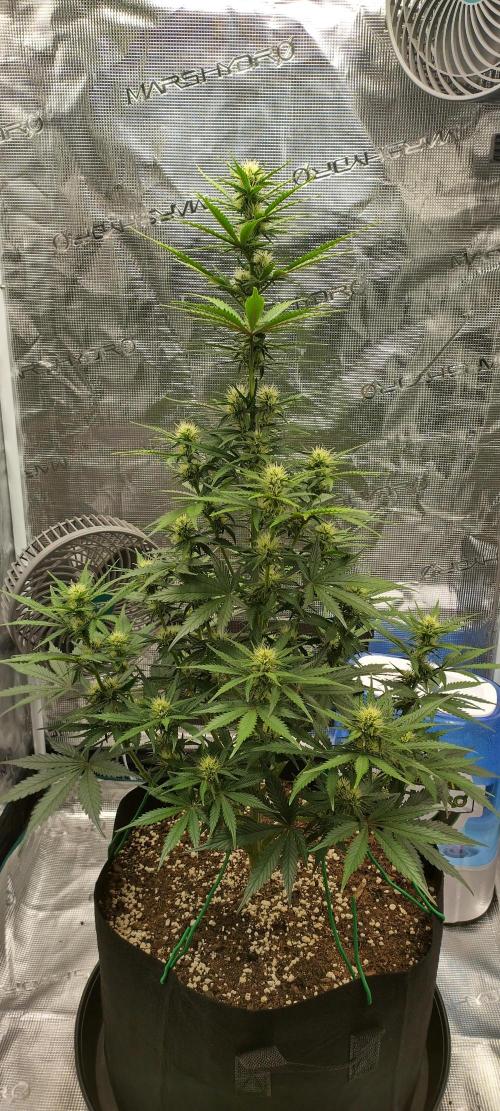 Sour Jealousy Auto 7 Gallon Growbag. Week 6