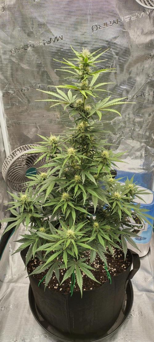 Sour Jealousy Auto 7 Gallon Growbag. Week 6