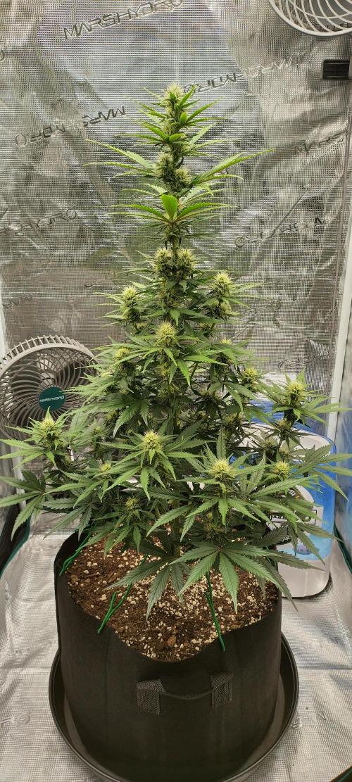 Sour Jealousy Auto 7 Gallon Growbag. Week 6