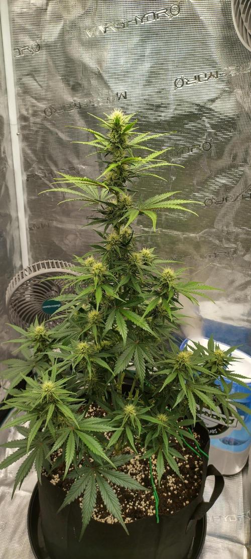 Sour Jealousy Auto 7 Gallon Growbag. Week 7