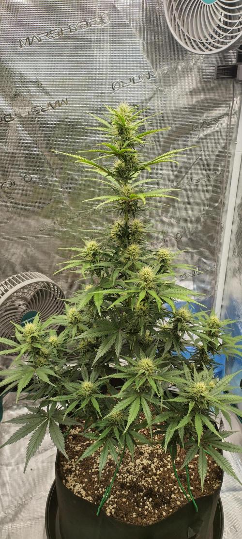 Sour Jealousy Auto 7 Gallon Growbag. Week 7