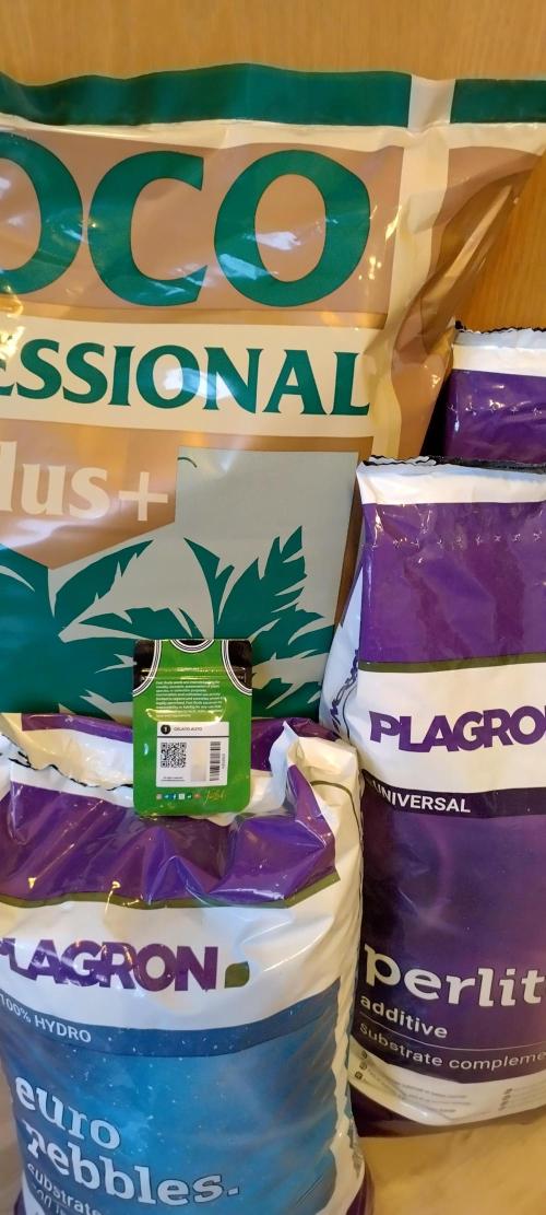 Gelato Auto 42. Week 0