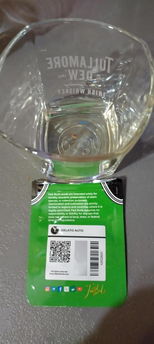 Gelato Auto 42. Week 0