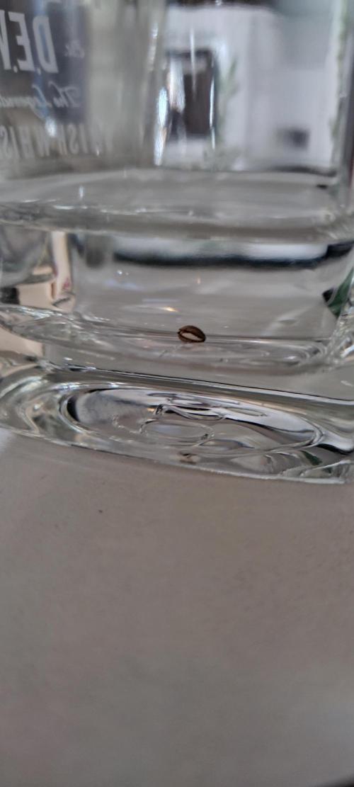 Gelato Auto 42. Week 0