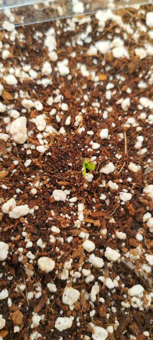 Gelato Auto 42. Week 0