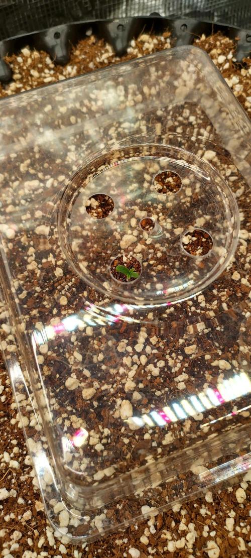 Gelato Auto 42. Week 0