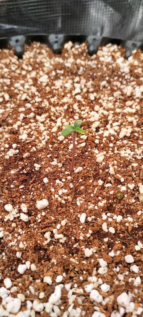 Gelato Auto 42. Week 0