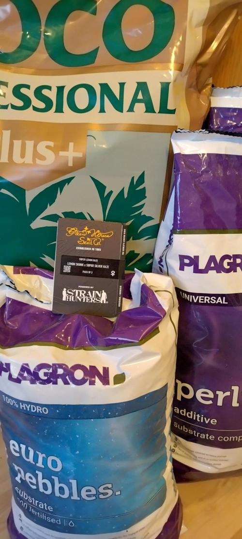 Super Lemon Haze Twins. Week 0