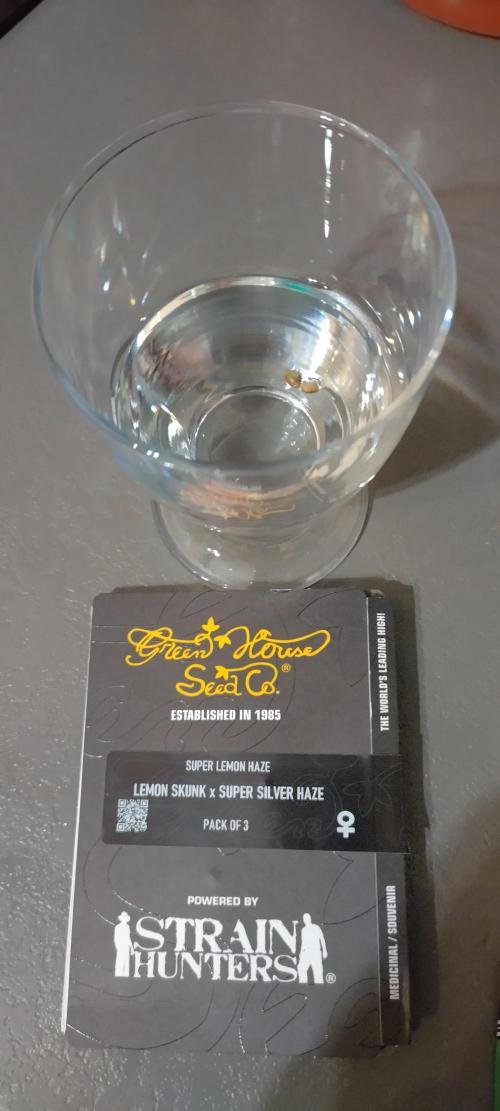 Super Lemon Haze Twins. Week 0