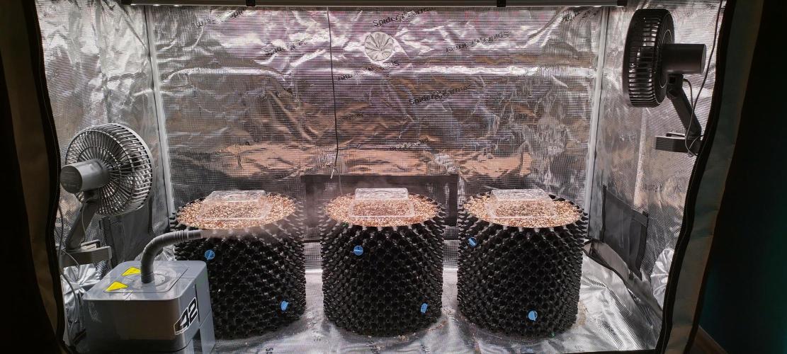 Super Lemon Haze Twins. Week 0