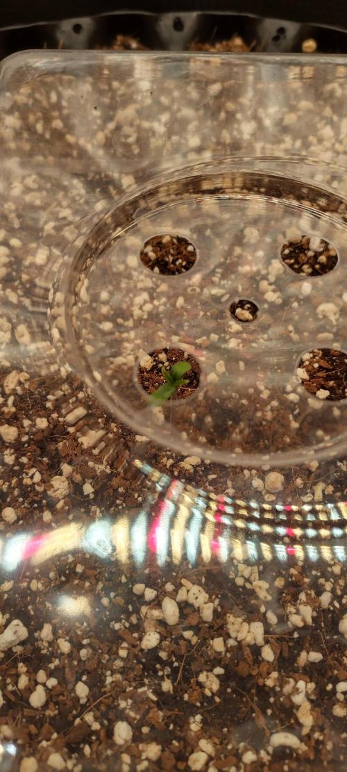 Super Lemon Haze Twins. Week 0