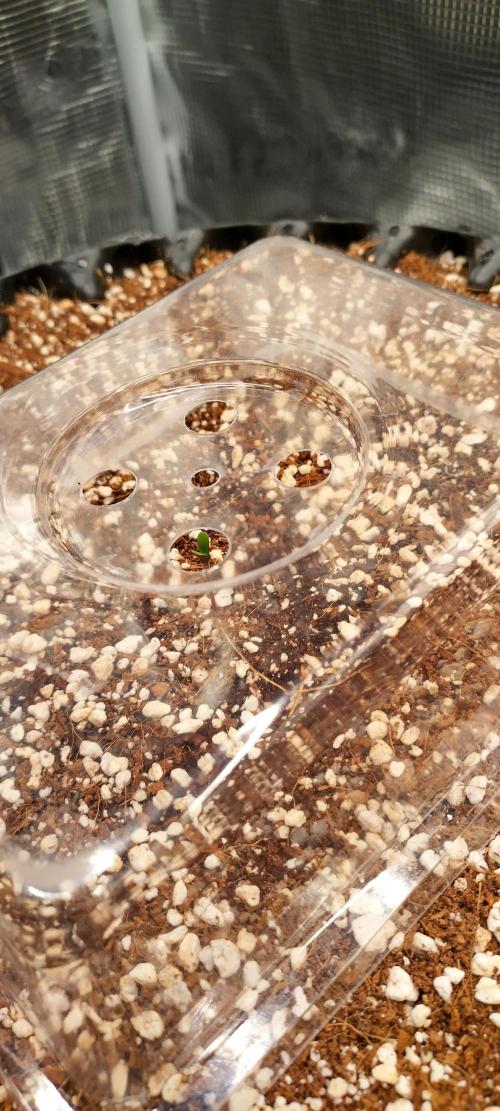 Super Lemon Haze Twins. Week 0