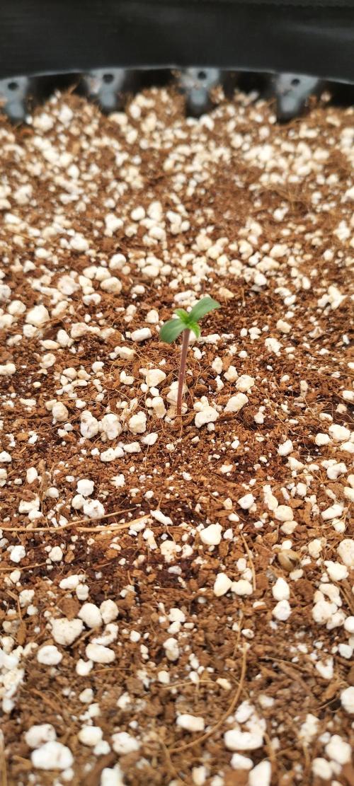 Super Lemon Haze Twins. Week 0