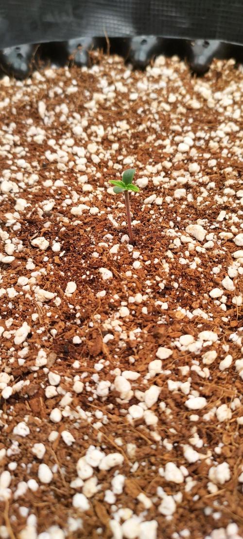 Super Lemon Haze Twins. Week 0