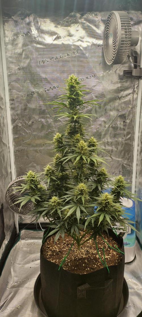 Sour Jealousy Auto 7 Gallon Growbag. Week 8