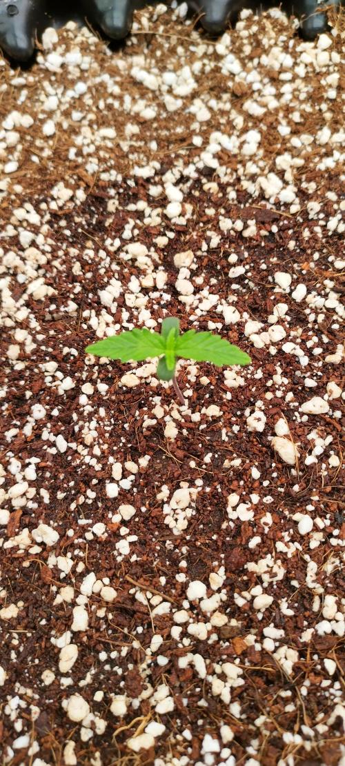 Gelato Auto 42. Week 1