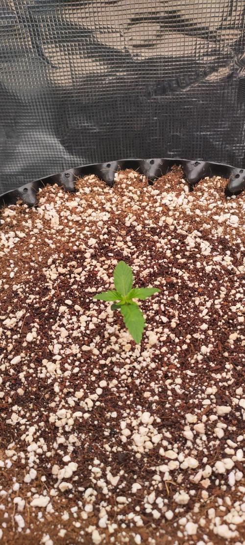 Gelato Auto 42. Week 1