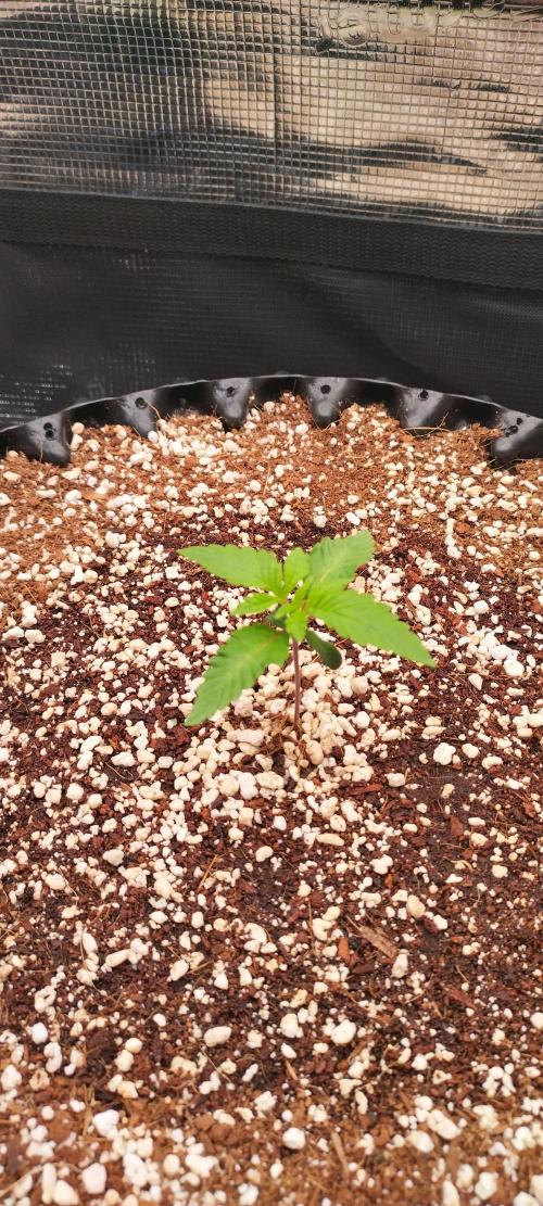 Super Lemon Haze Twins. Week 1