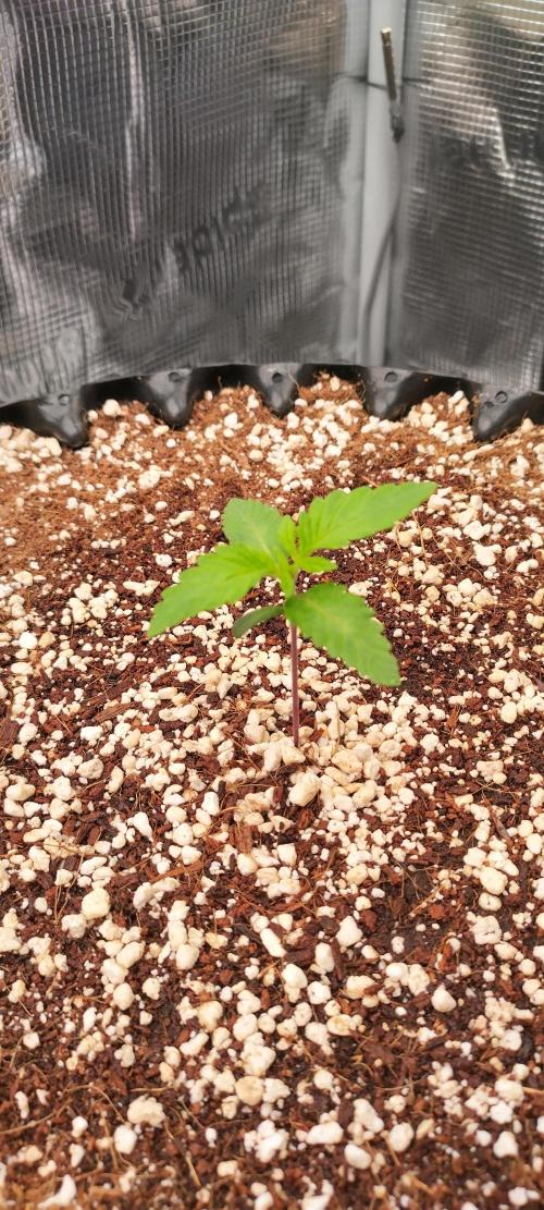 Super Lemon Haze Twins. Week 1